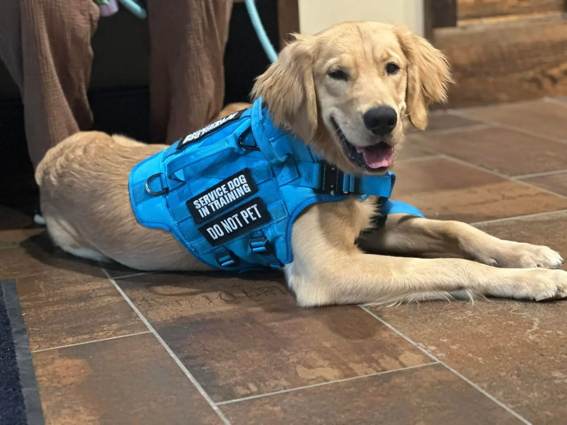 Service Dog Training in Georgetown, KY Service Dog Training in Georgetown, KY