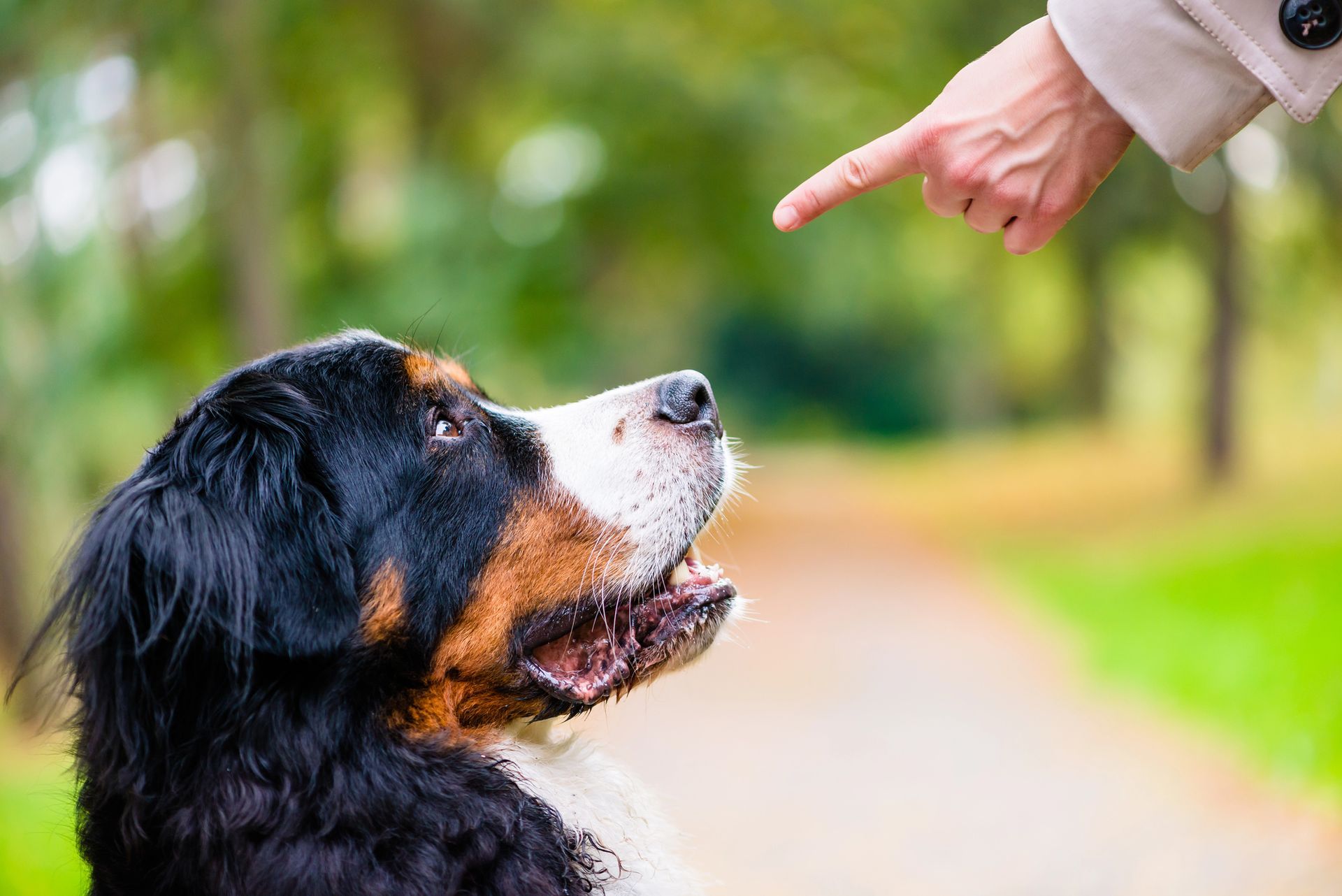 Dog Training in Georgetown, KY Dog Training in Georgetown, KY
