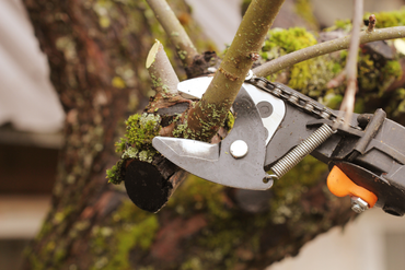 Tree and shrub pruning.