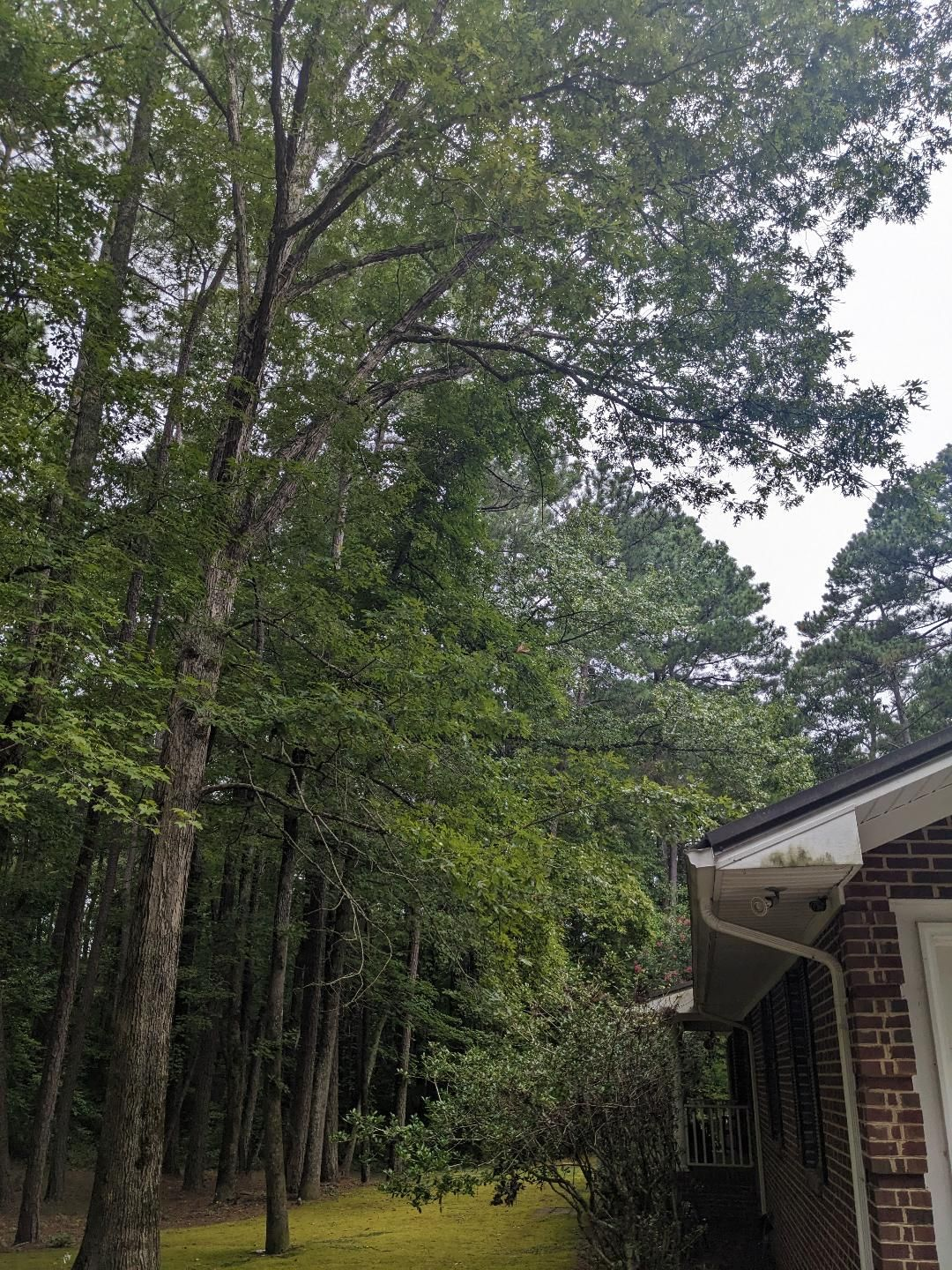 Tall trees starting to grow over house.