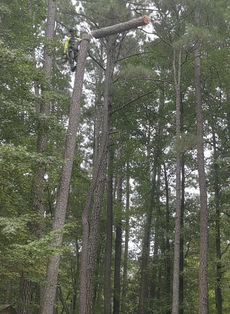 Climbing and cutting down tall pine trees in sections.