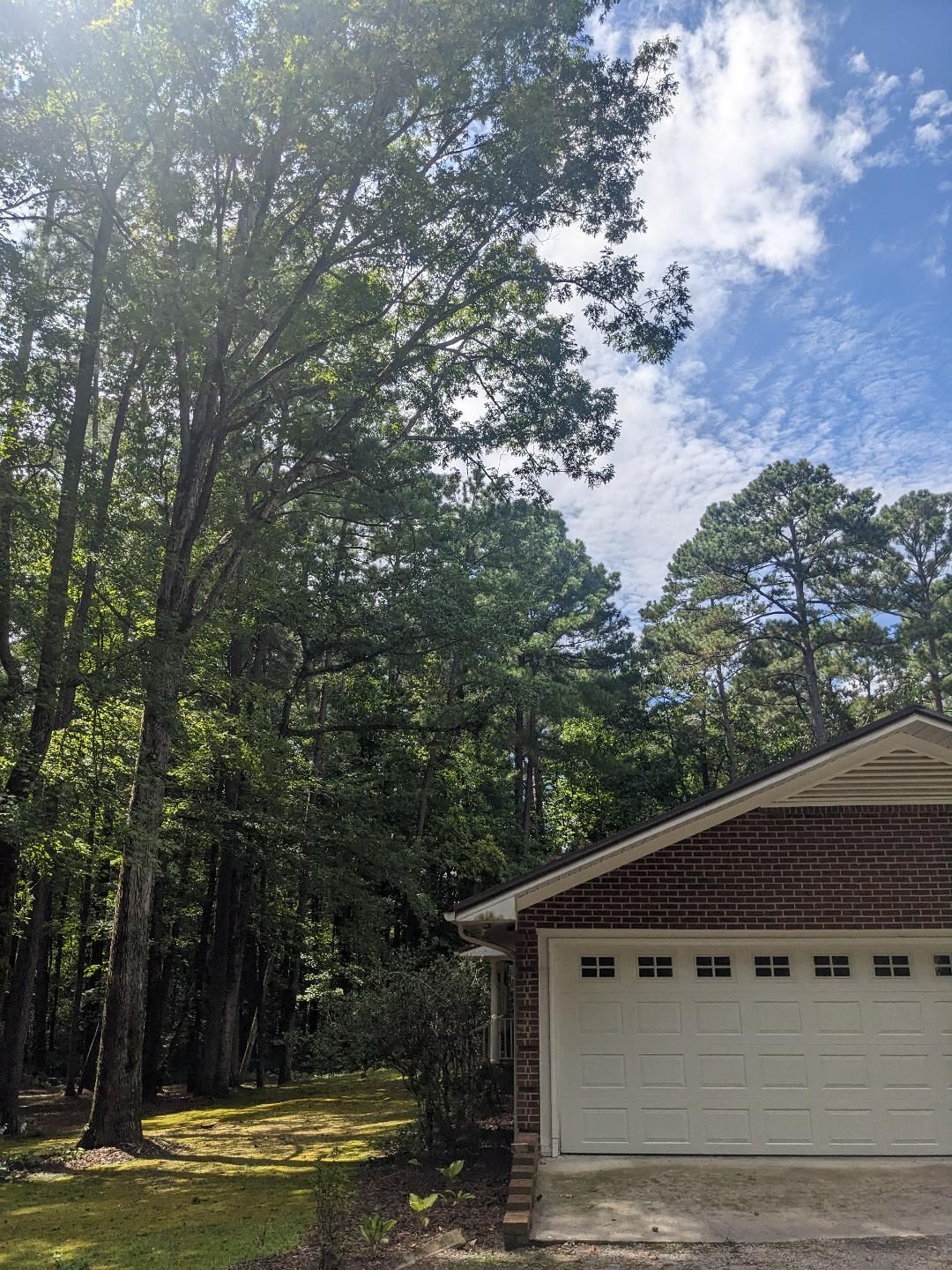 Trees hanging over house - Before trimming