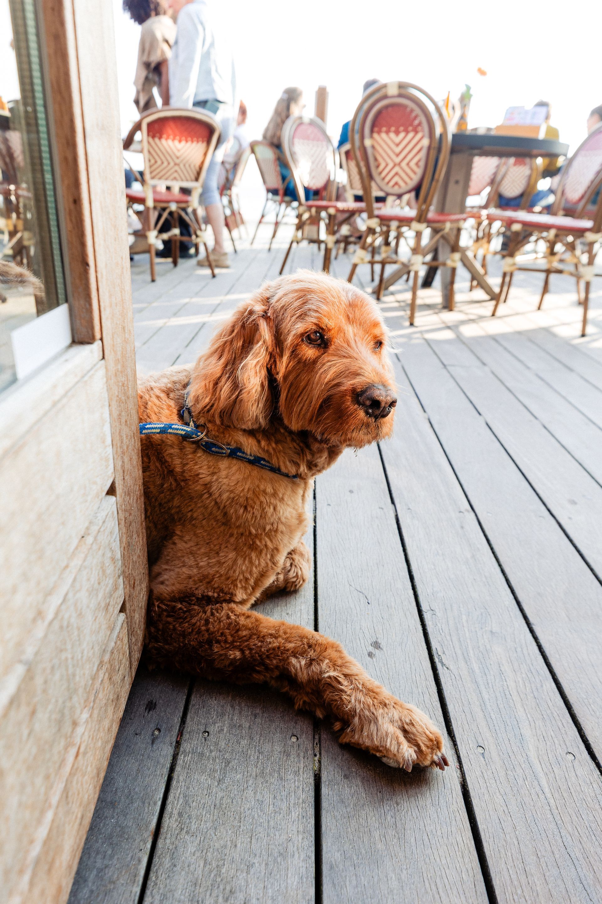 Goudbruine hond die rust op een houten terras, gedeeltelijk binnen in een gebouw, met mensen en tafels op de achtergrond.