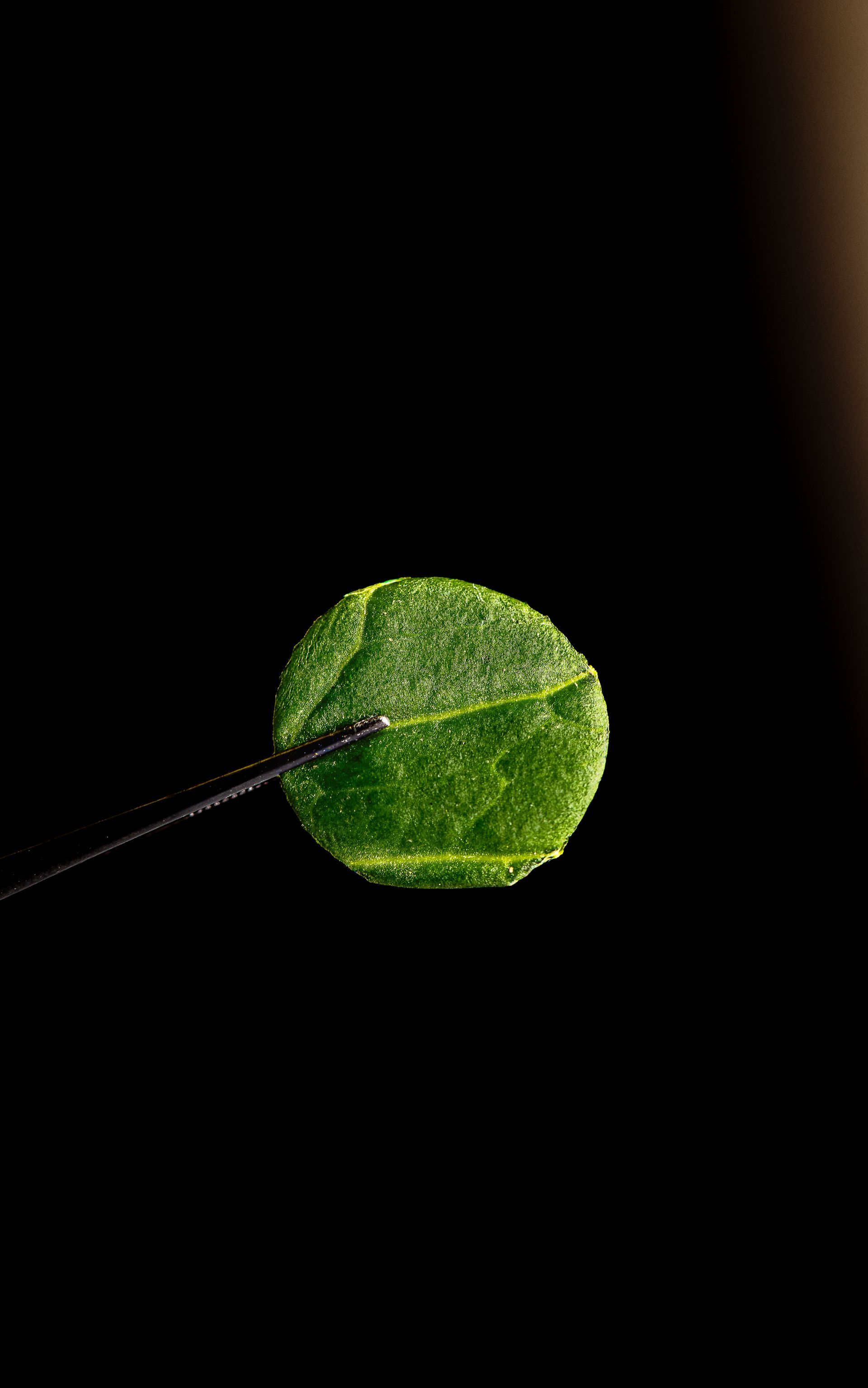 Een groen, rond blad, vastgehouden door een dun, donker voorwerp, tegen een zwarte achtergrond.