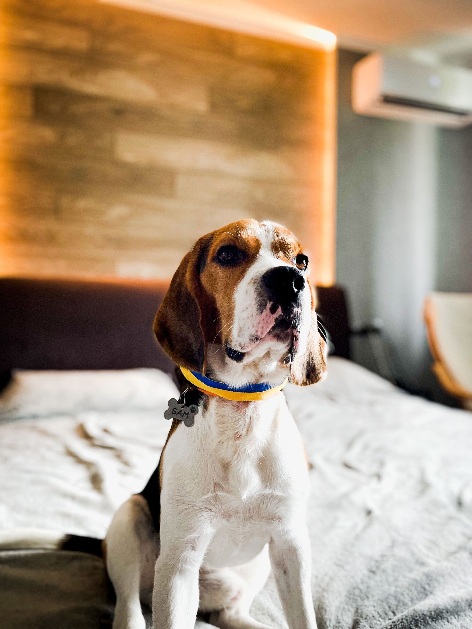 Beagle sitting on a bed in a warmly lit bedroom, wearing a blue collar, looking alert.