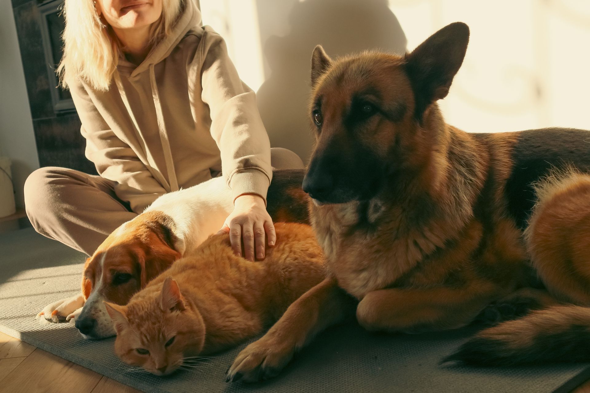 Woman petting a cat and dog resting together on a mat in warm sunlight