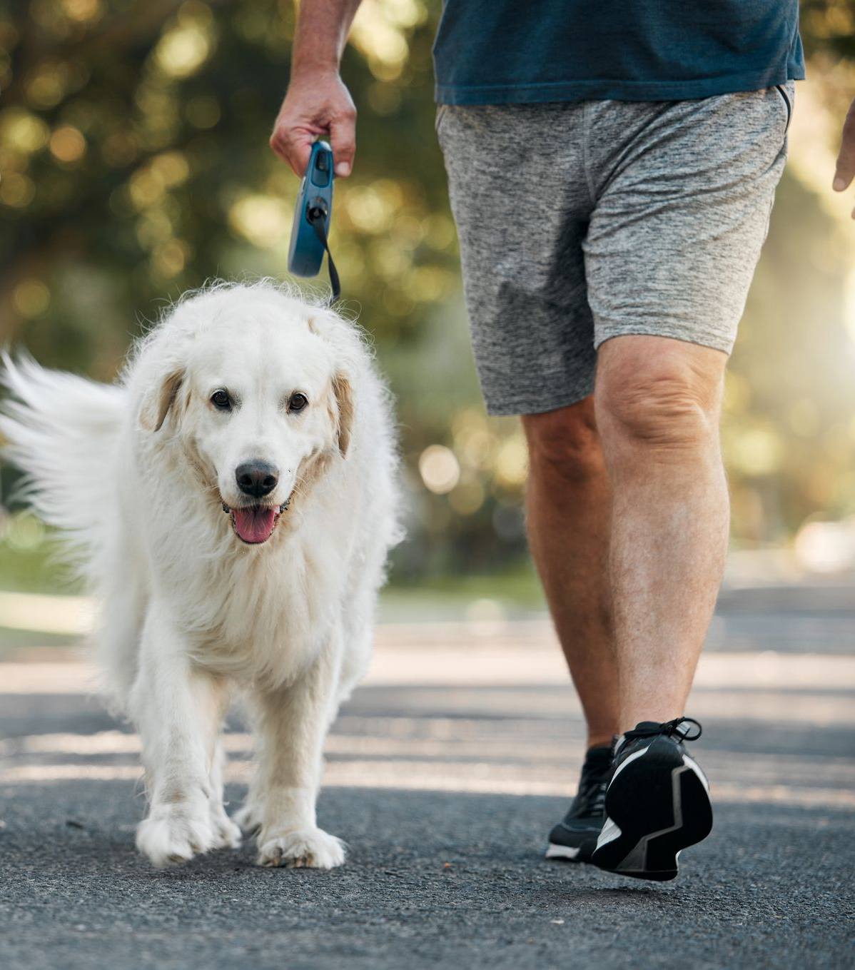 White dog on leash walking with a person on a paved path in South End, Charlotte
