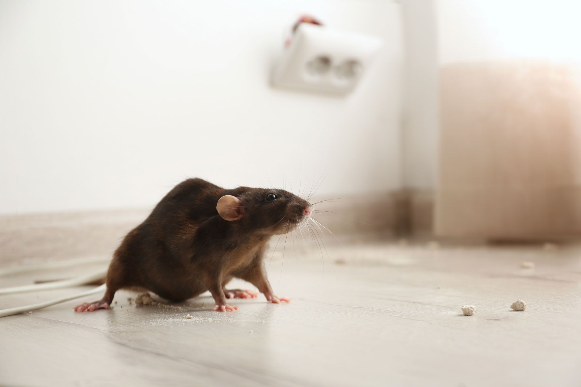 A dark brown rat stands on a light-colored floor in a room, positioned near a white electrical outlet.