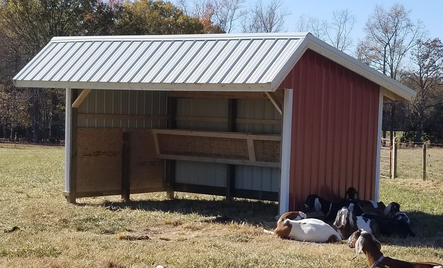 Red barn-style animal shelter in a grassy field with goats resting nearby