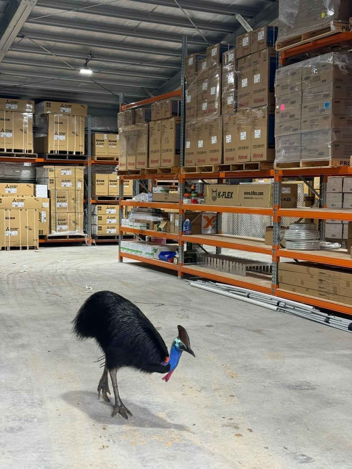 A Cassowary Walks Through a Warehouse — Magneto HVAC in Weipa, QLD