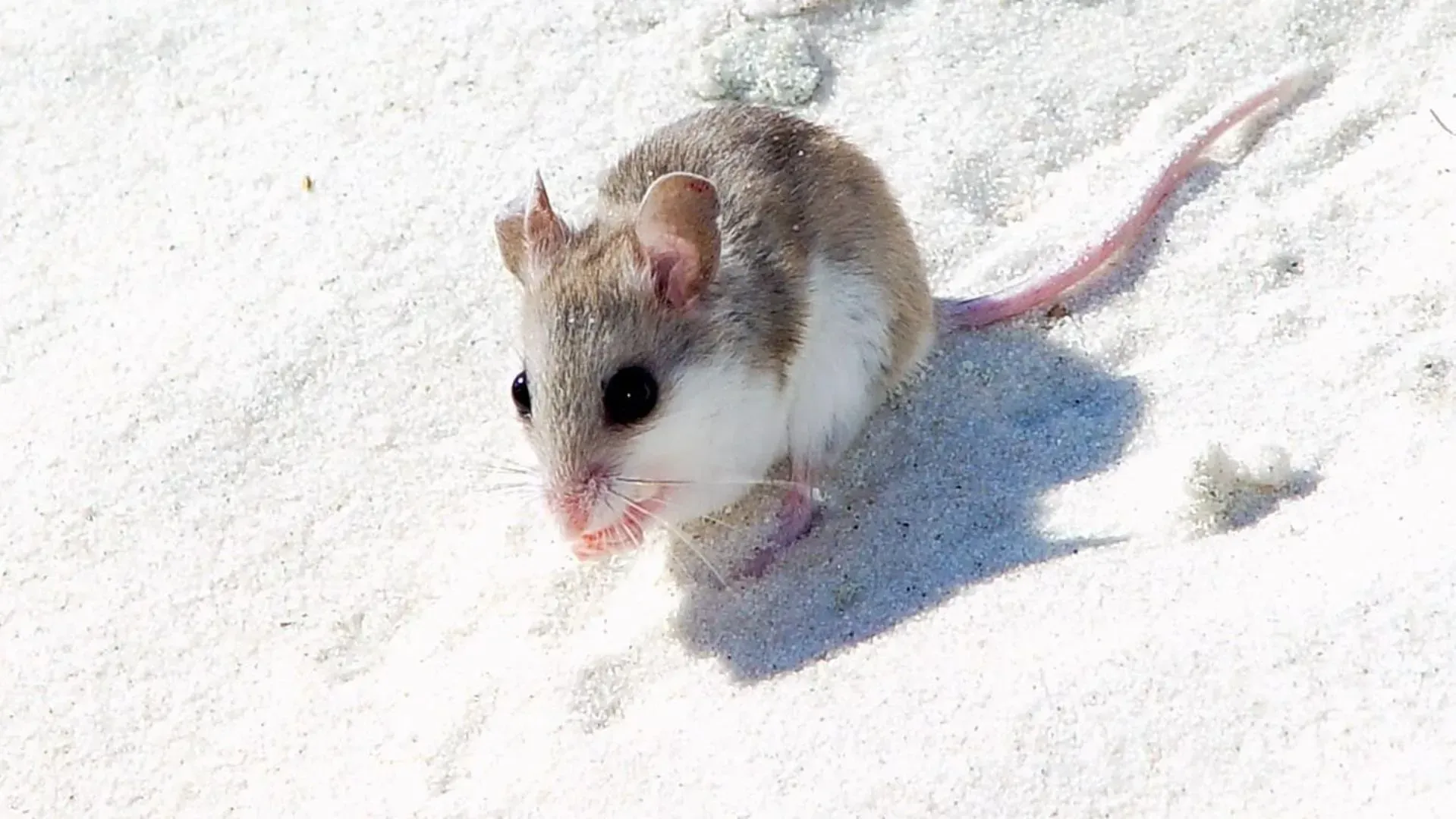 Alabama Beach Mouse At Gulf State Park