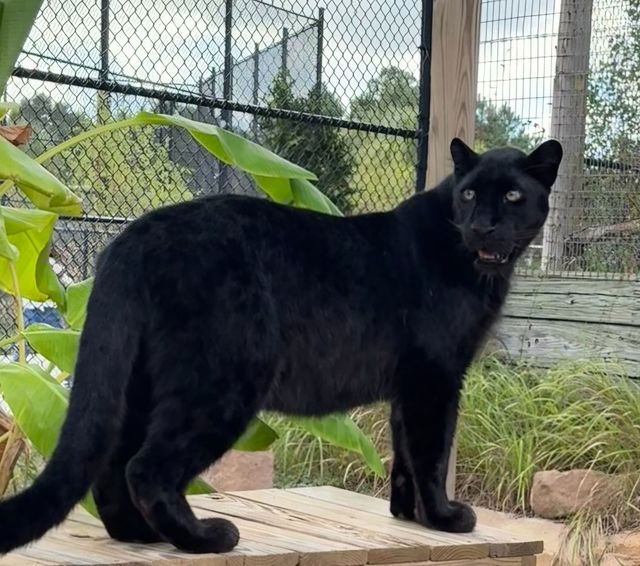 Leopard at Gulf Shores zoo