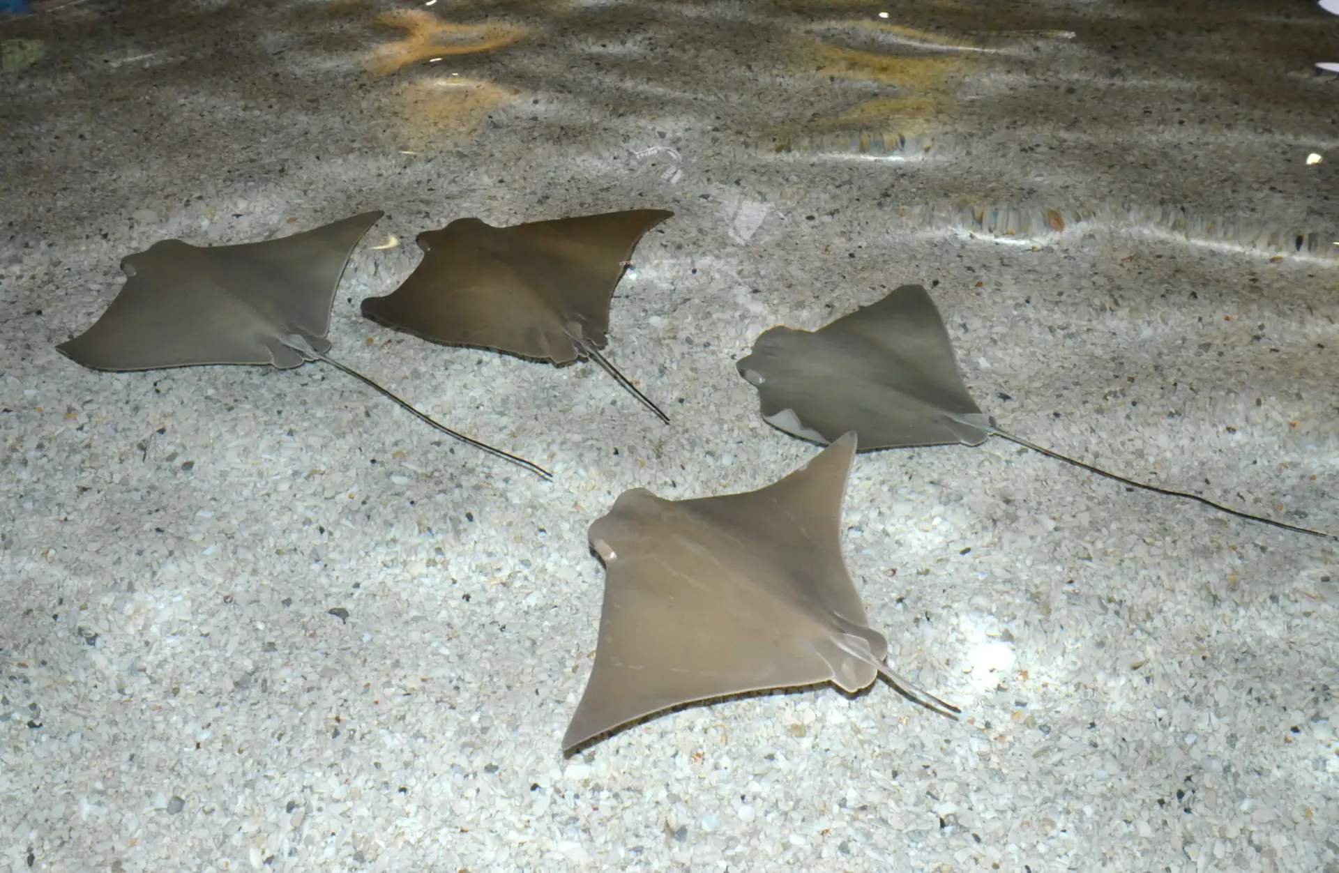 GULF SHORES NEWS STINGRAYS