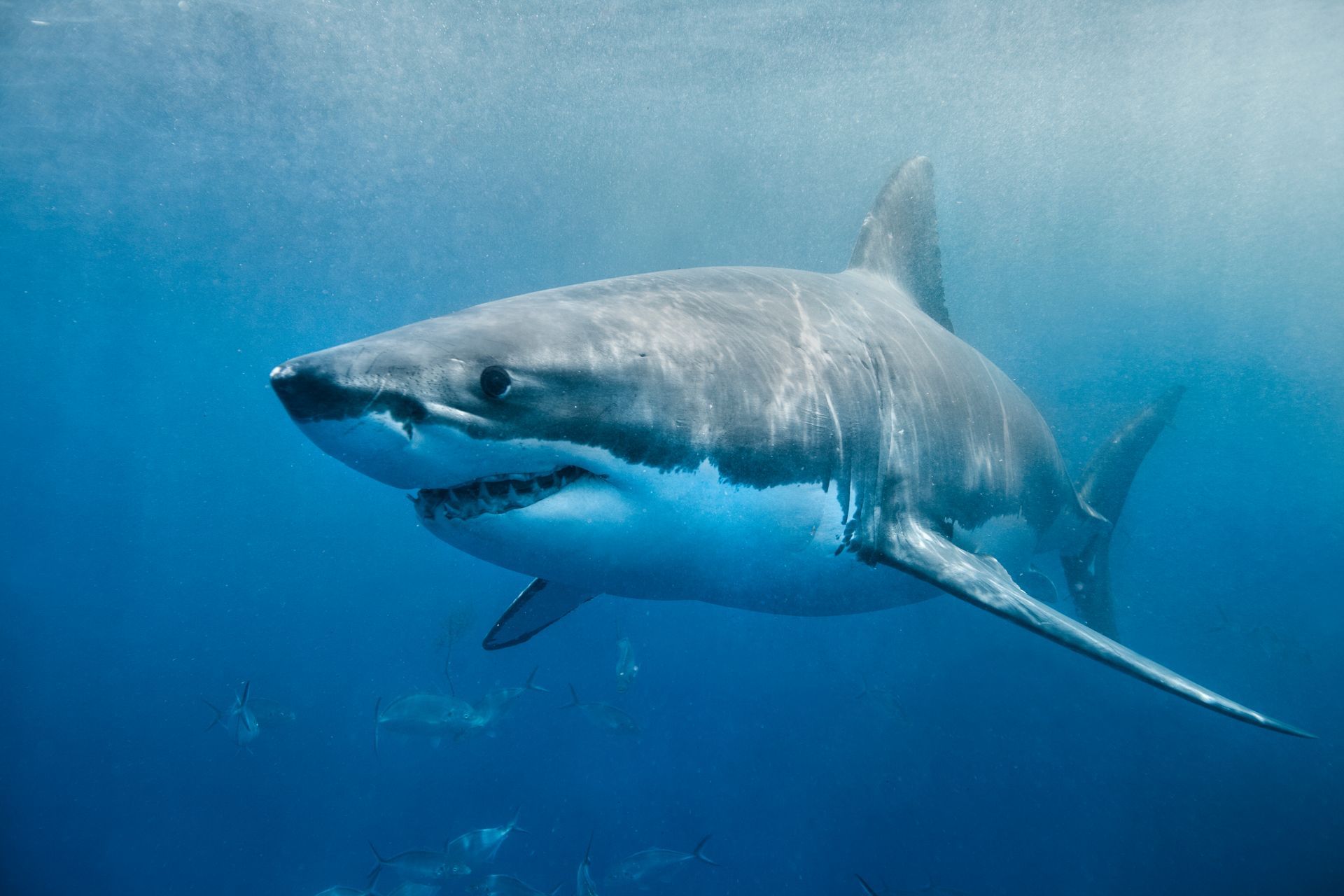 Great White Shark Moving South