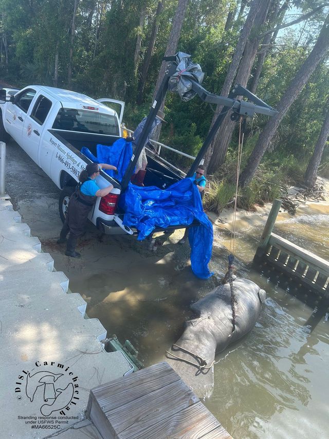 Manatee Dies In Orange Beach