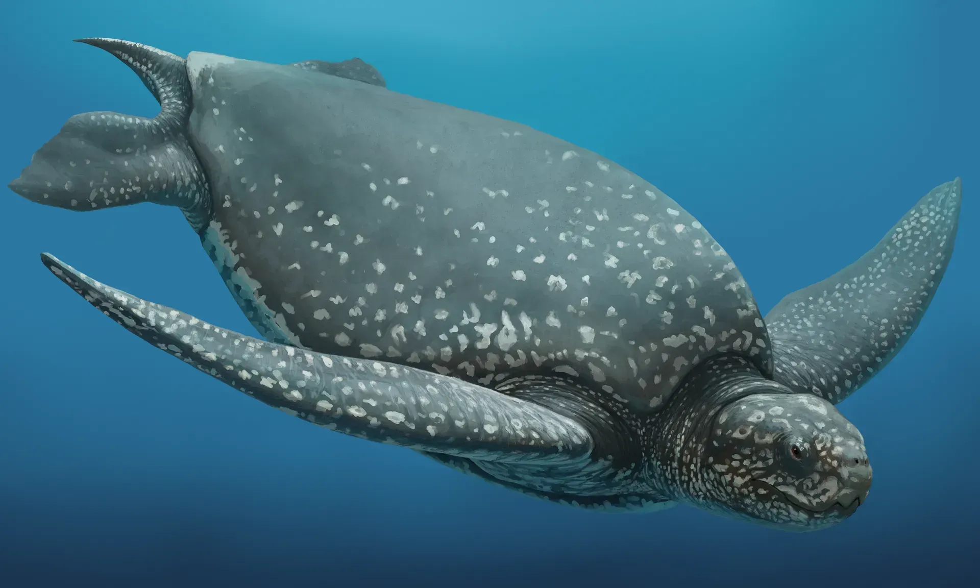 Gulf Shores Ancient Sea Turtle News