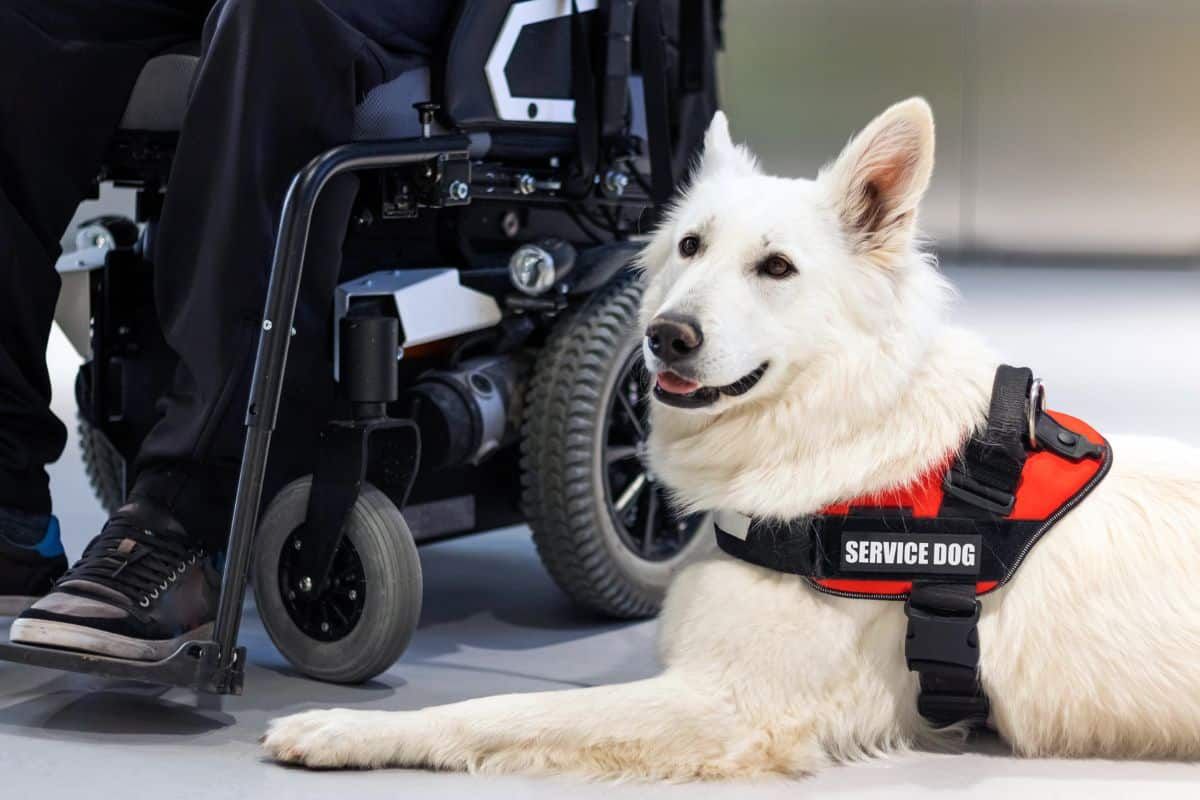Gulf Shores Service Dog Rules