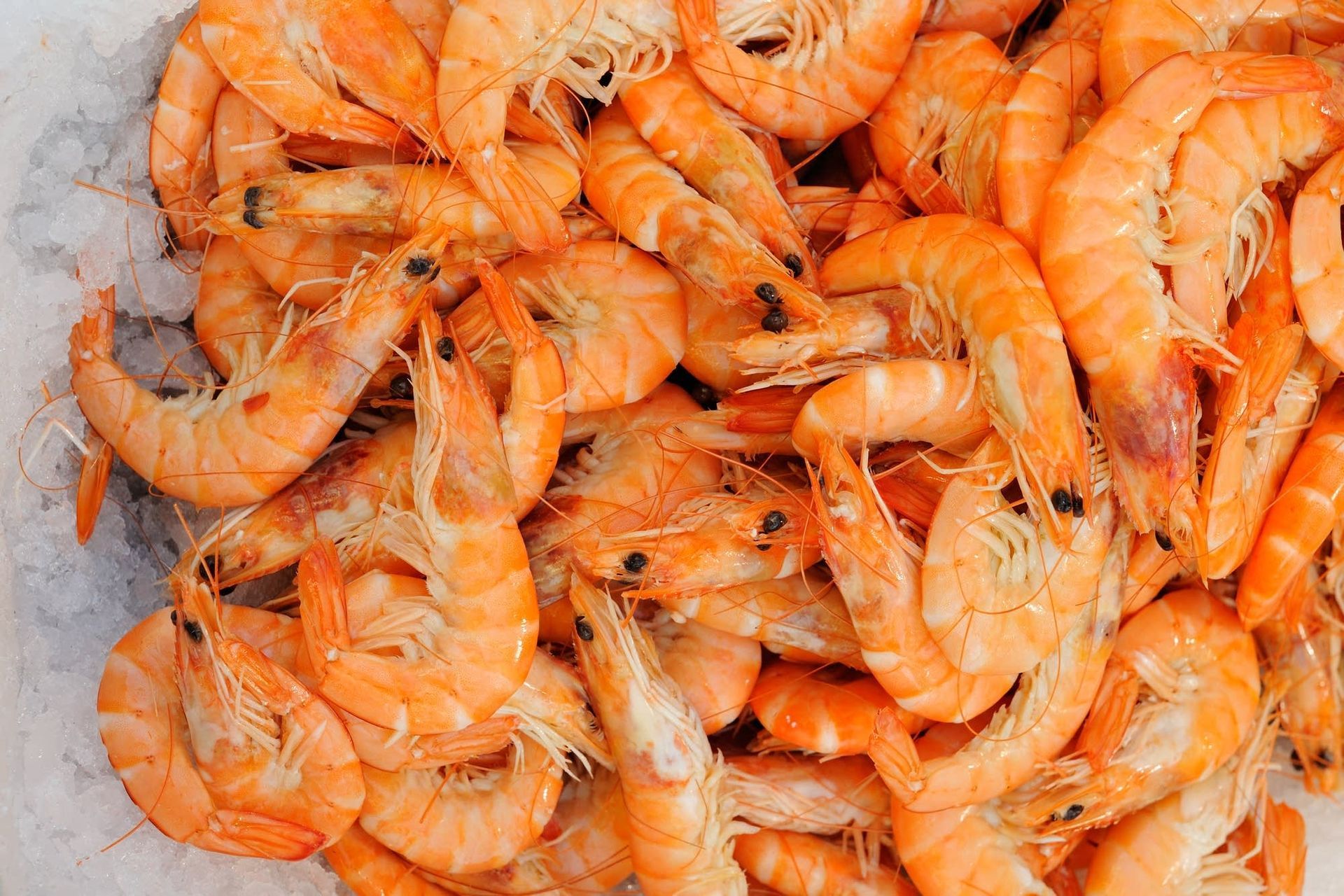 Seafood news in Gulf Shores, Alabama