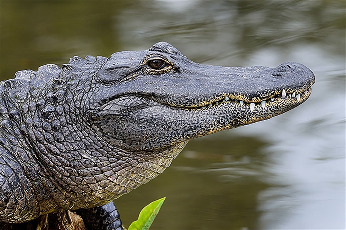 Alabama Alligator Hunting Season