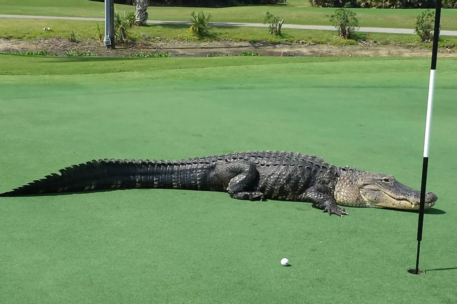 Alligator on Gulf Shores Golf Courses