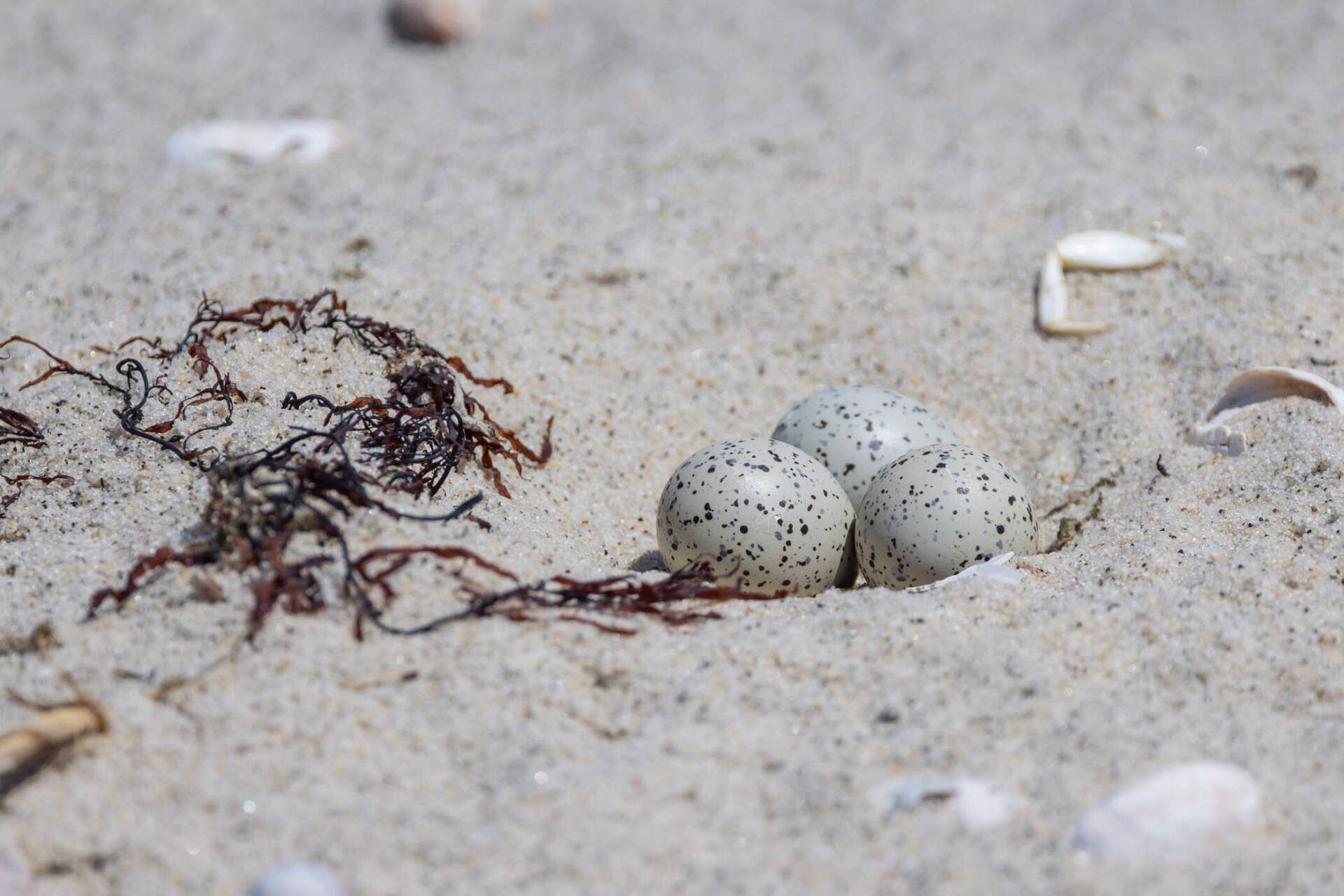 Shore Bird Nest Shore Bird Nest