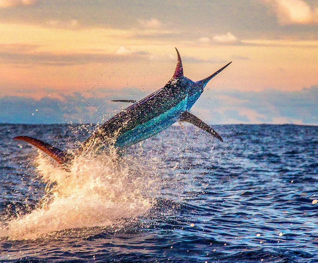 Blue Marlin Grand Championship Blue Marlin Grand Championship