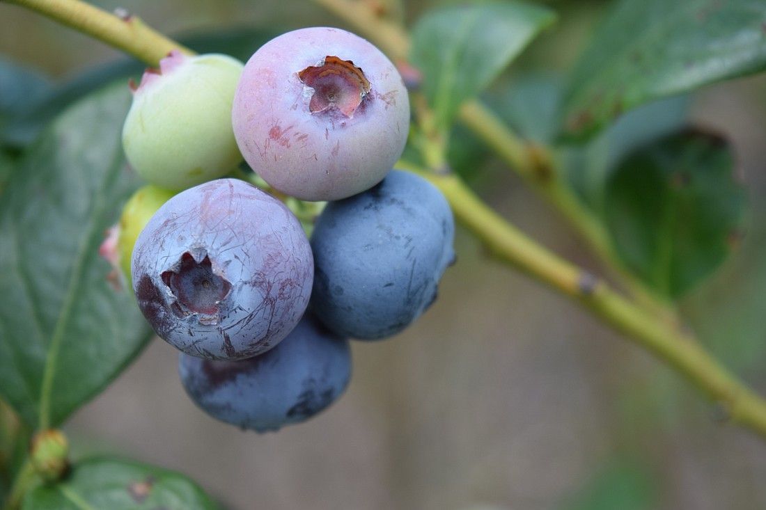 Blueberry Farms in Baldwin County Blueberry Farms in Baldwin County