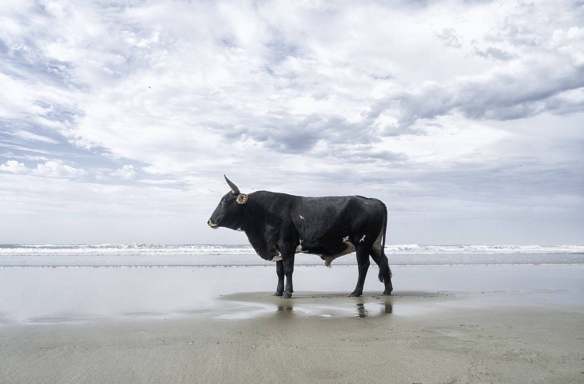 Bulls On The Beach 