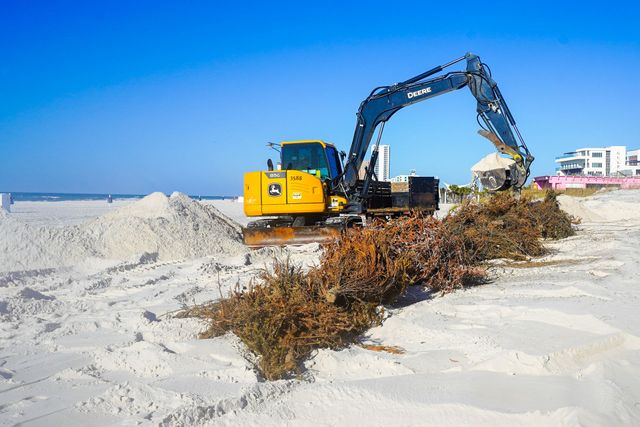 Christmas Trees Help Improve Beach Dunes