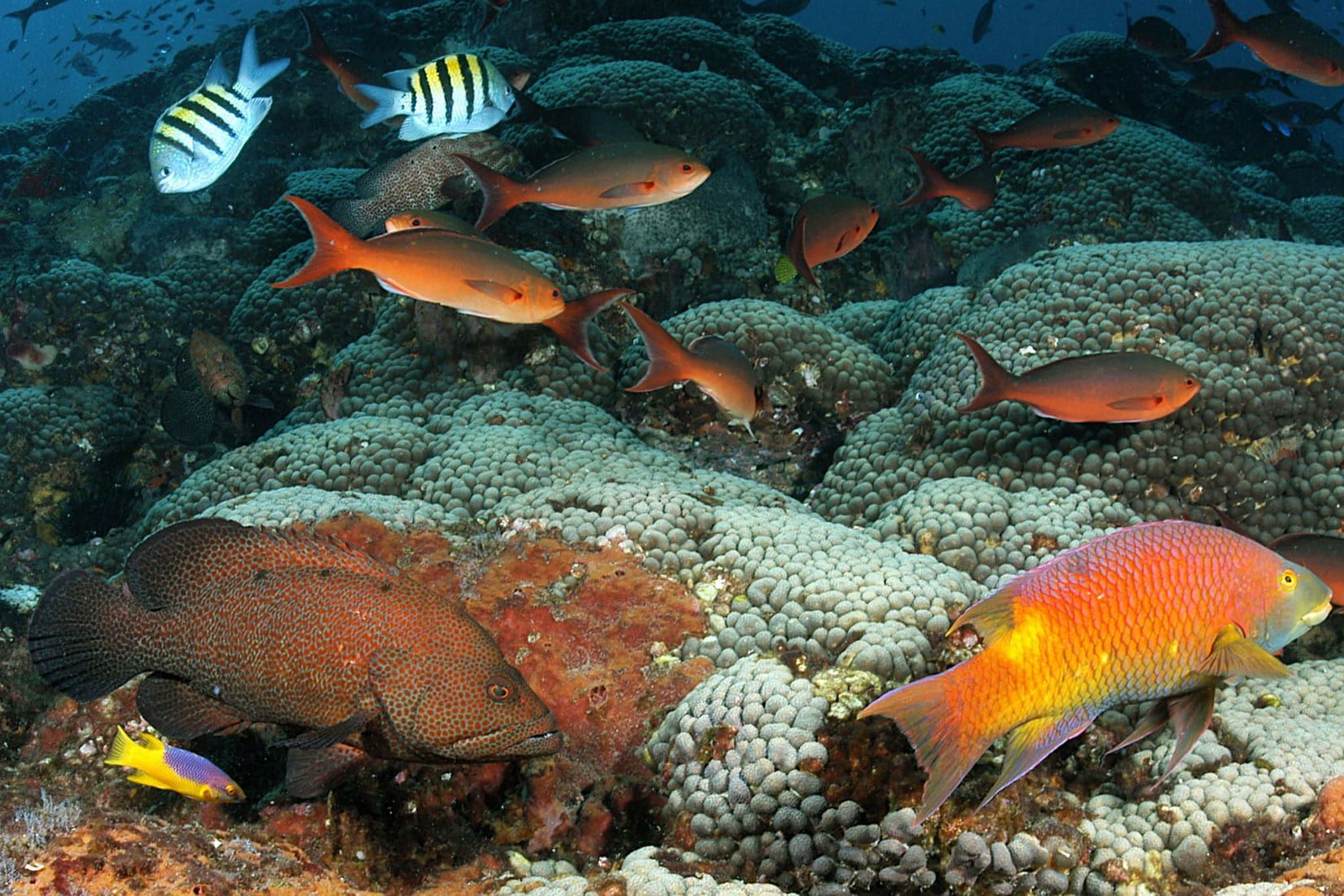restoring gulf reefs in gulf of mexico