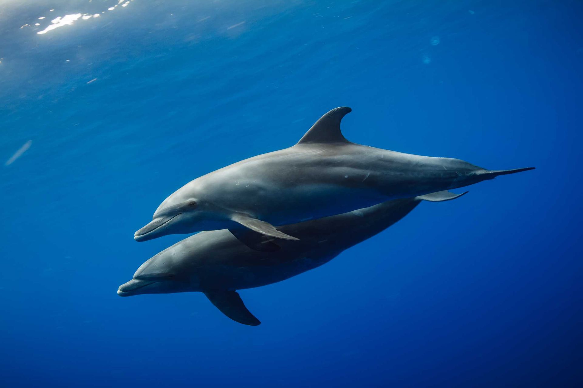 Gulf Coast Waters Home To Dolphins, Not Porpoises Gulf Coast Waters Home To Dolphins, Not Porpoises