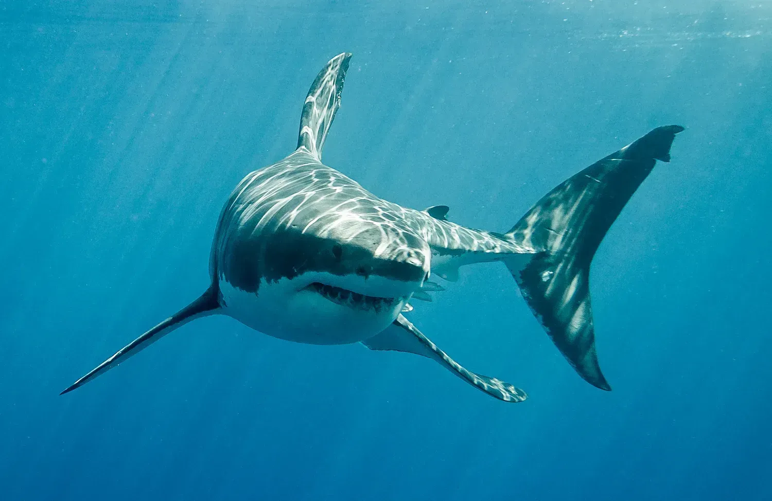 Shark week news in gulf shores