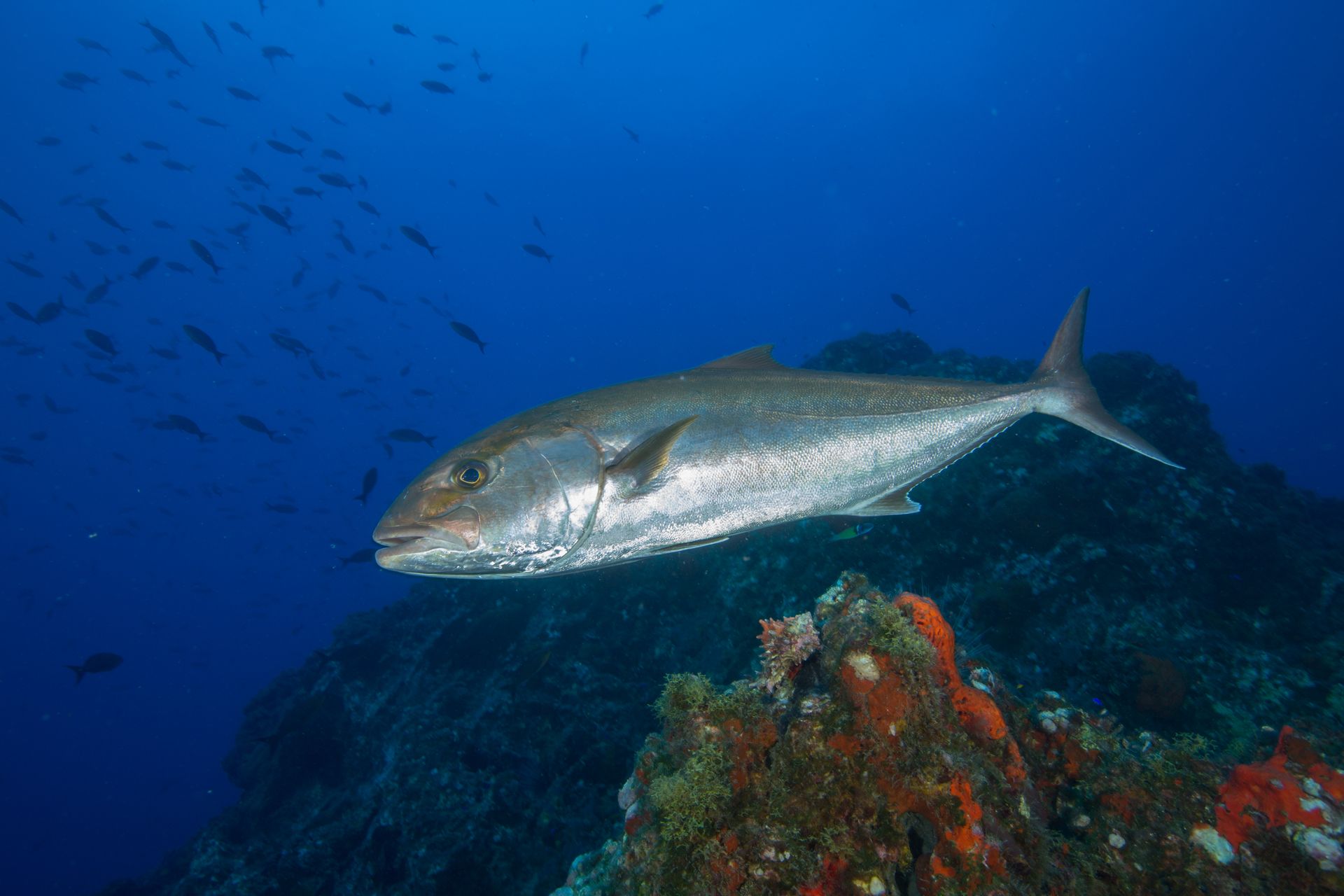 twice as many greater amberjack as federal fisheries managers have estimated