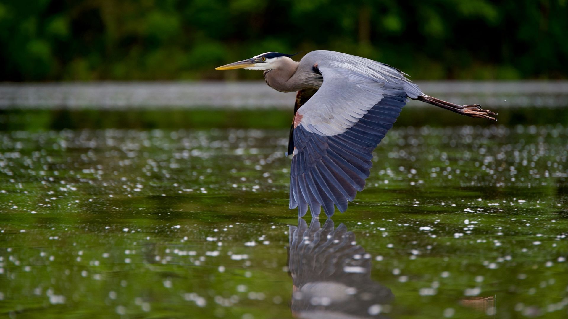 environmental news in gulf shores
