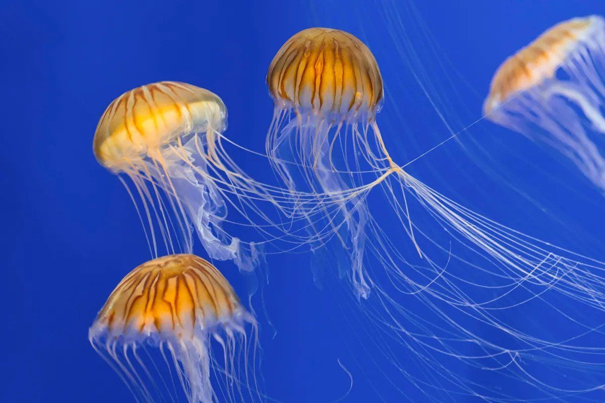how to treat a jelly fish sting - Gulf Shores News