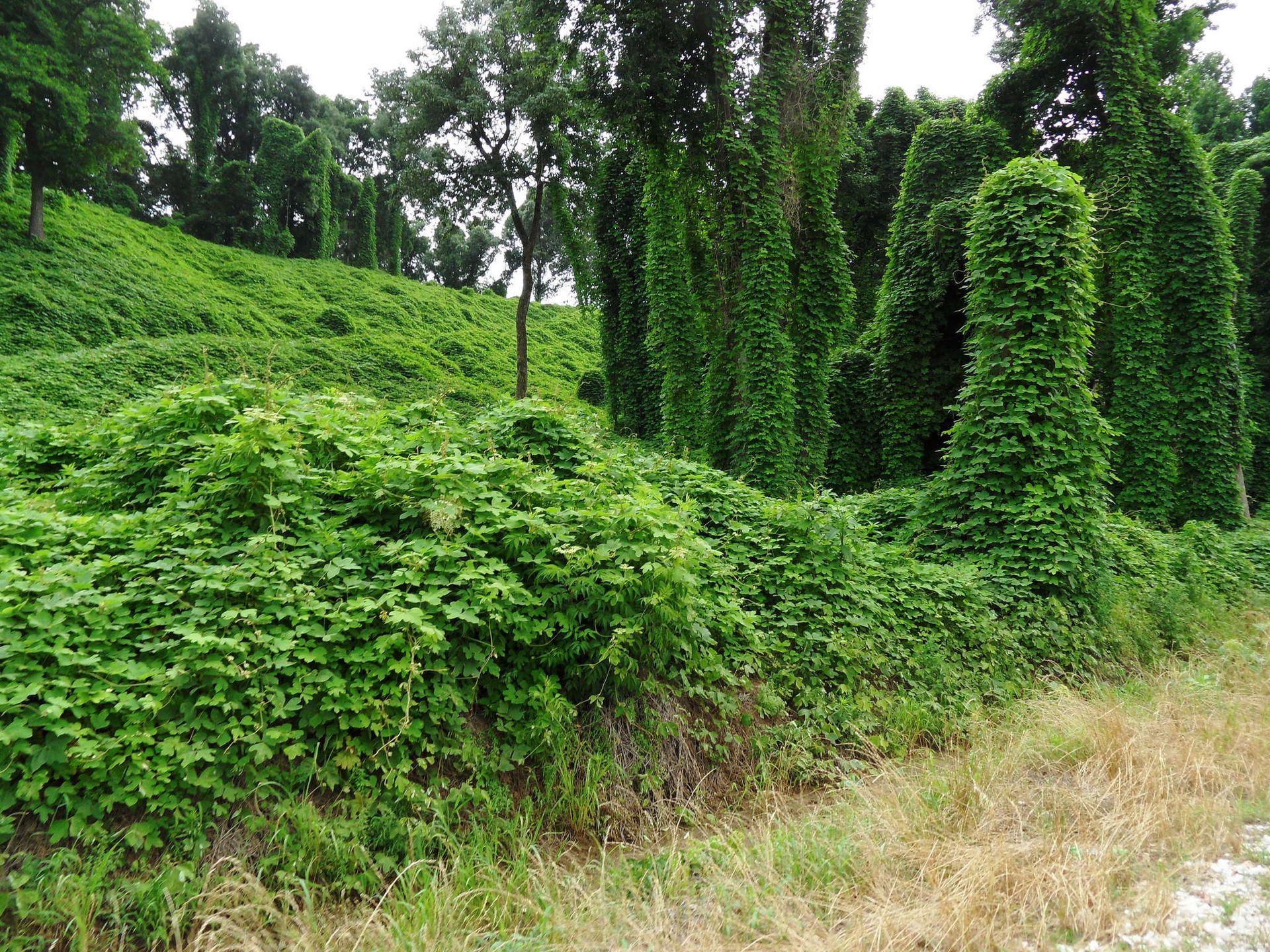 Invasive species discussion