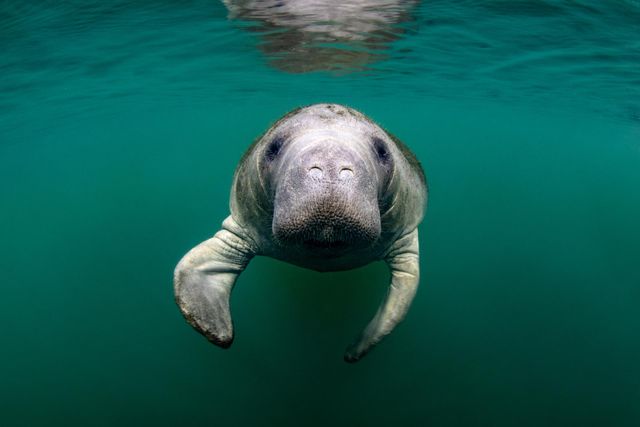 Manatee dies in Orange Beach