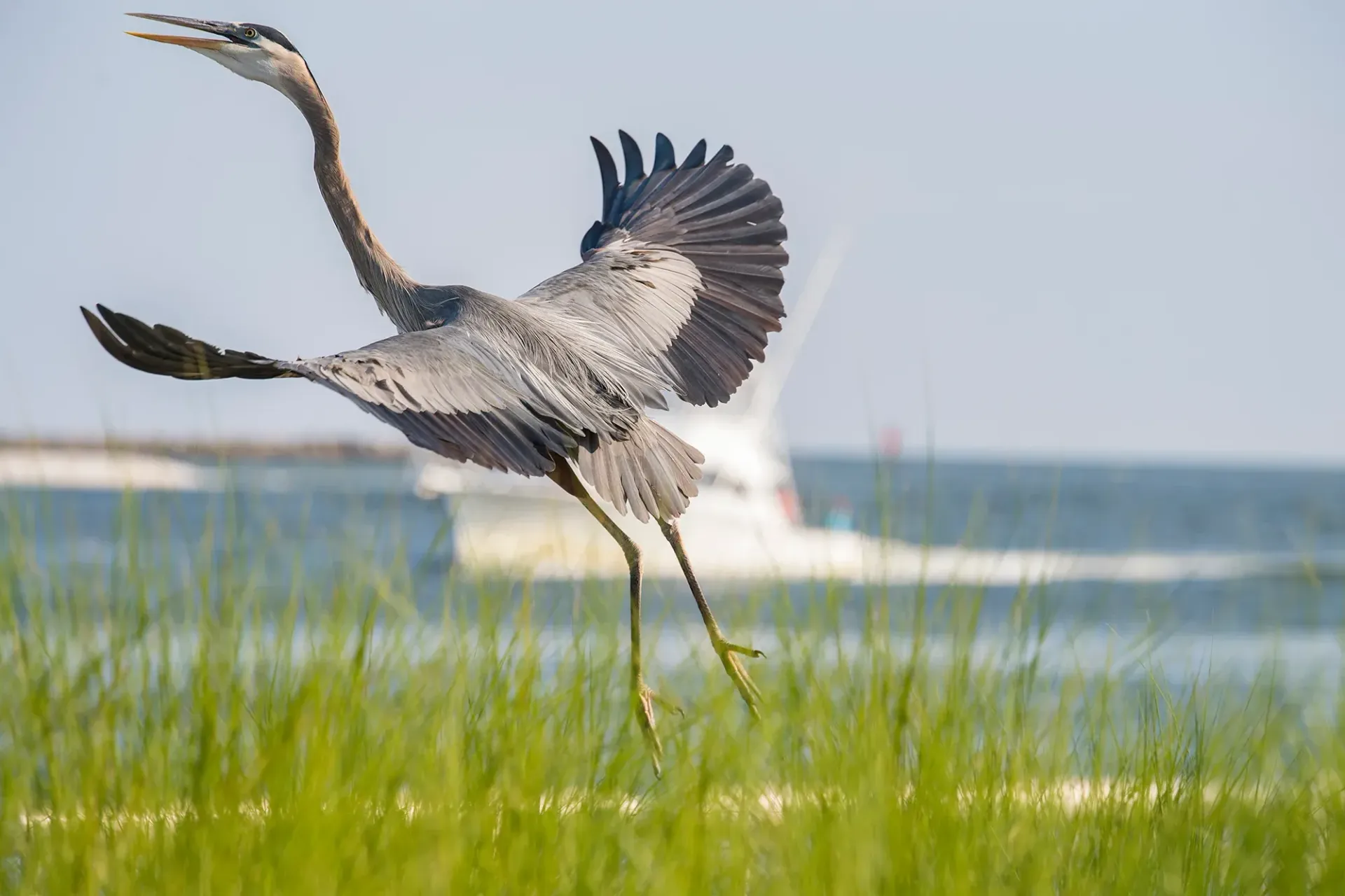 Nest Fest Orange Beach