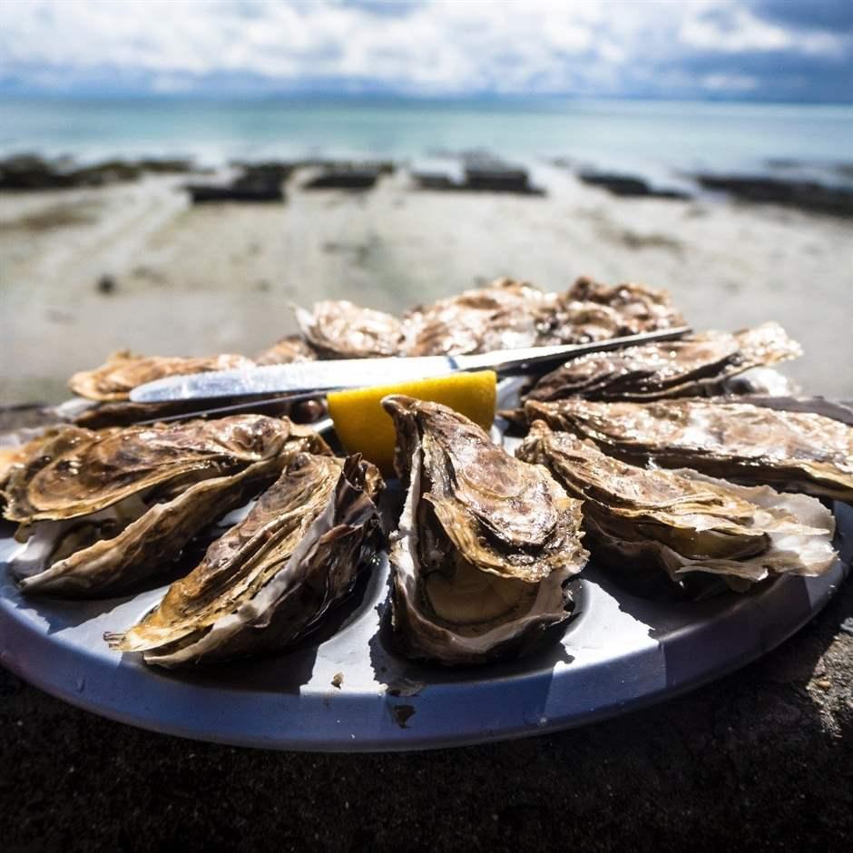 Gulf Shores News Oyster Day