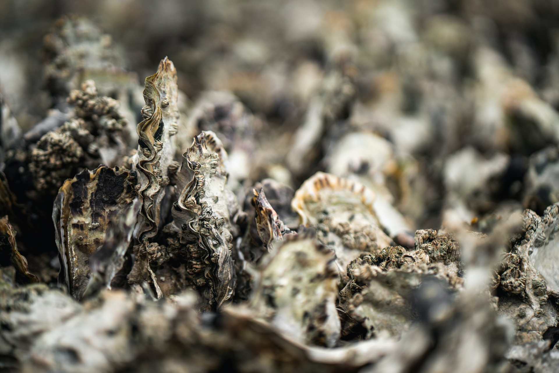 Seafood News in Gulf Shores