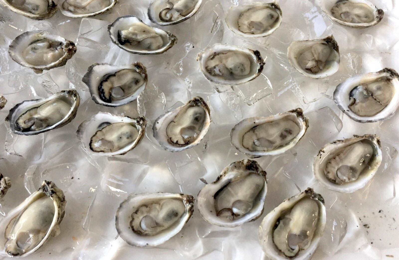 Seafood News in Gulf Shores