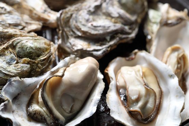 Apalachicola starts oyster harvesting