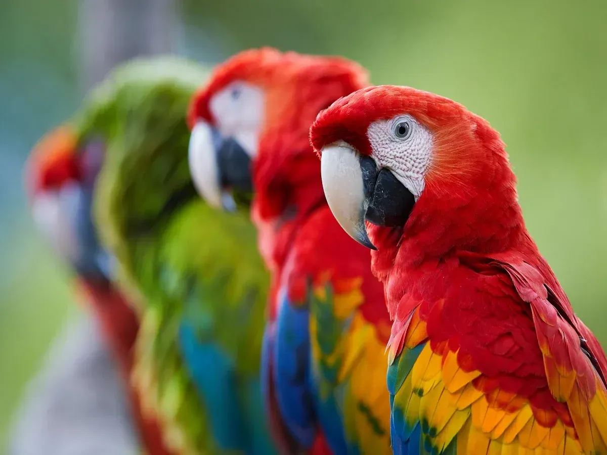Parrot Heads In Gulf Shores