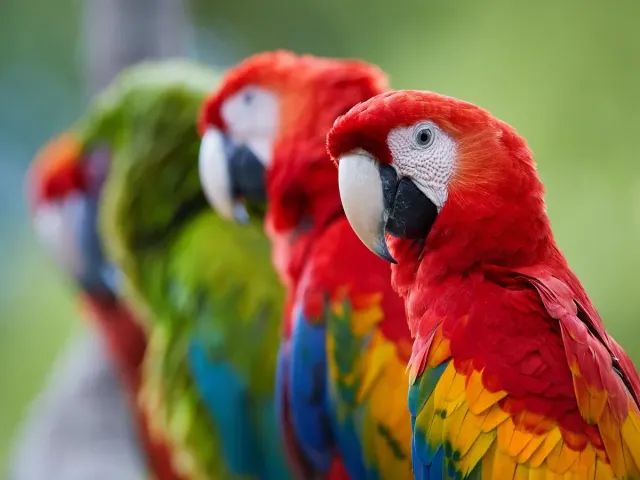 Parrot Heads In Gulf Shores