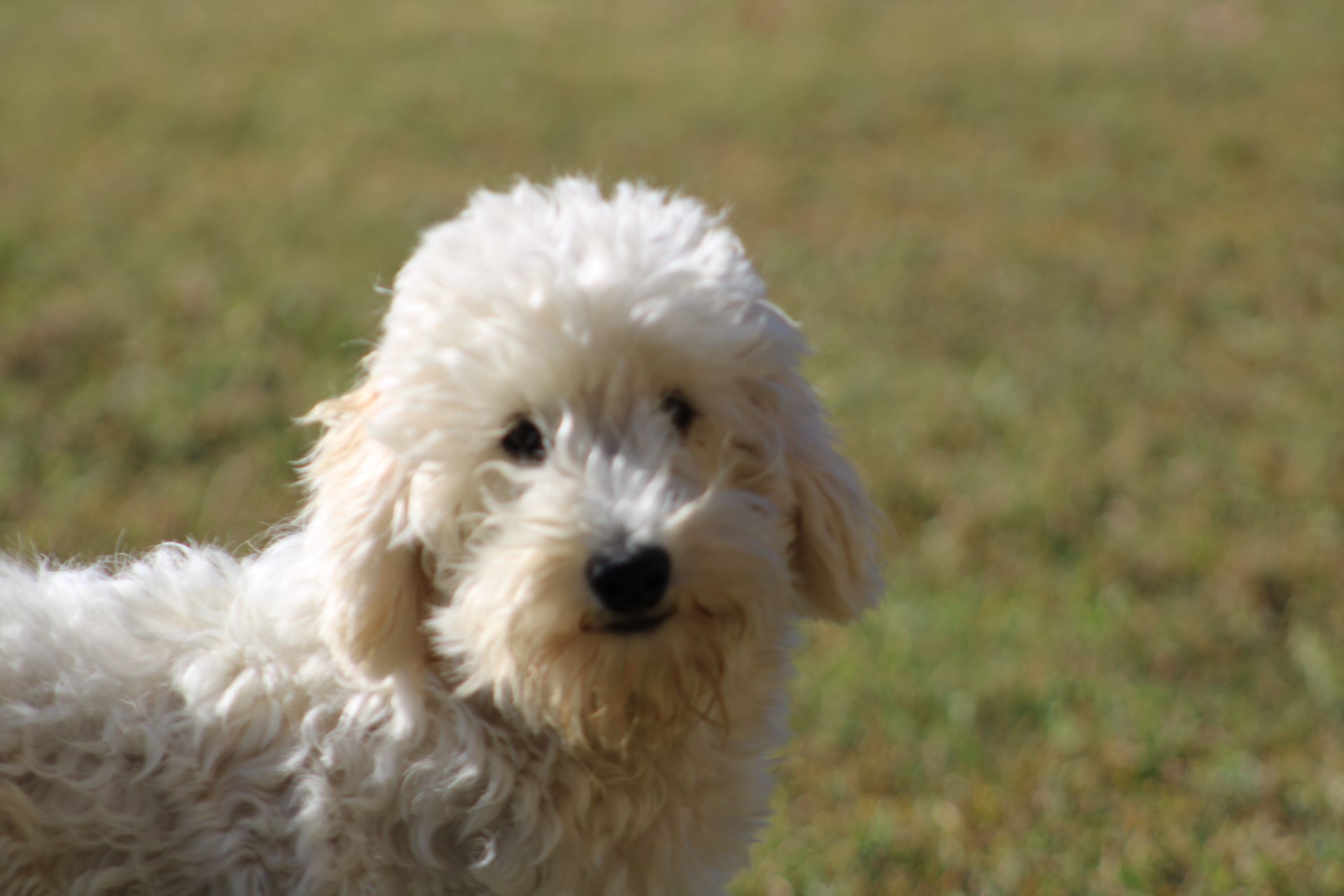 Phin, our new comfort dog
