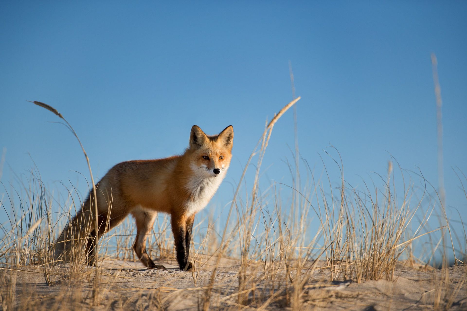 Fox on beach in news Fox on beach in news