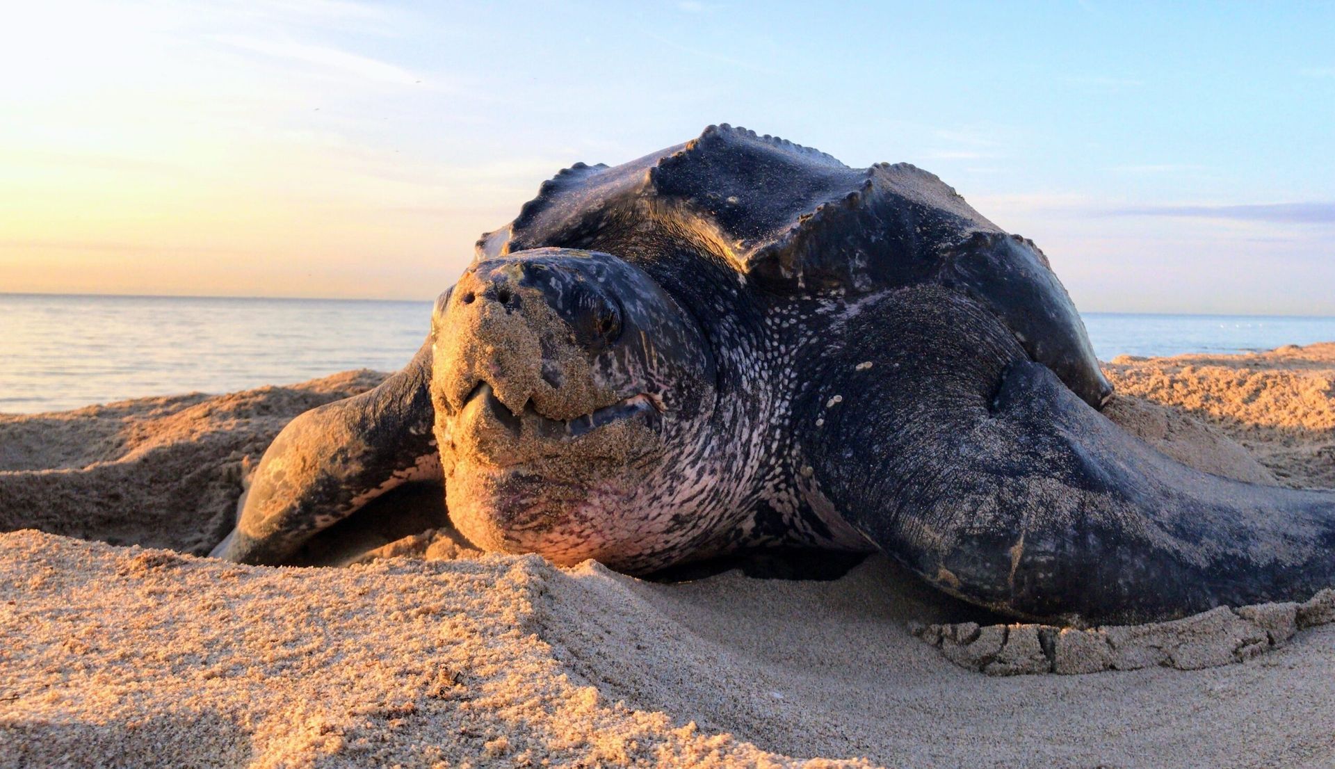 gulf shores environmental news