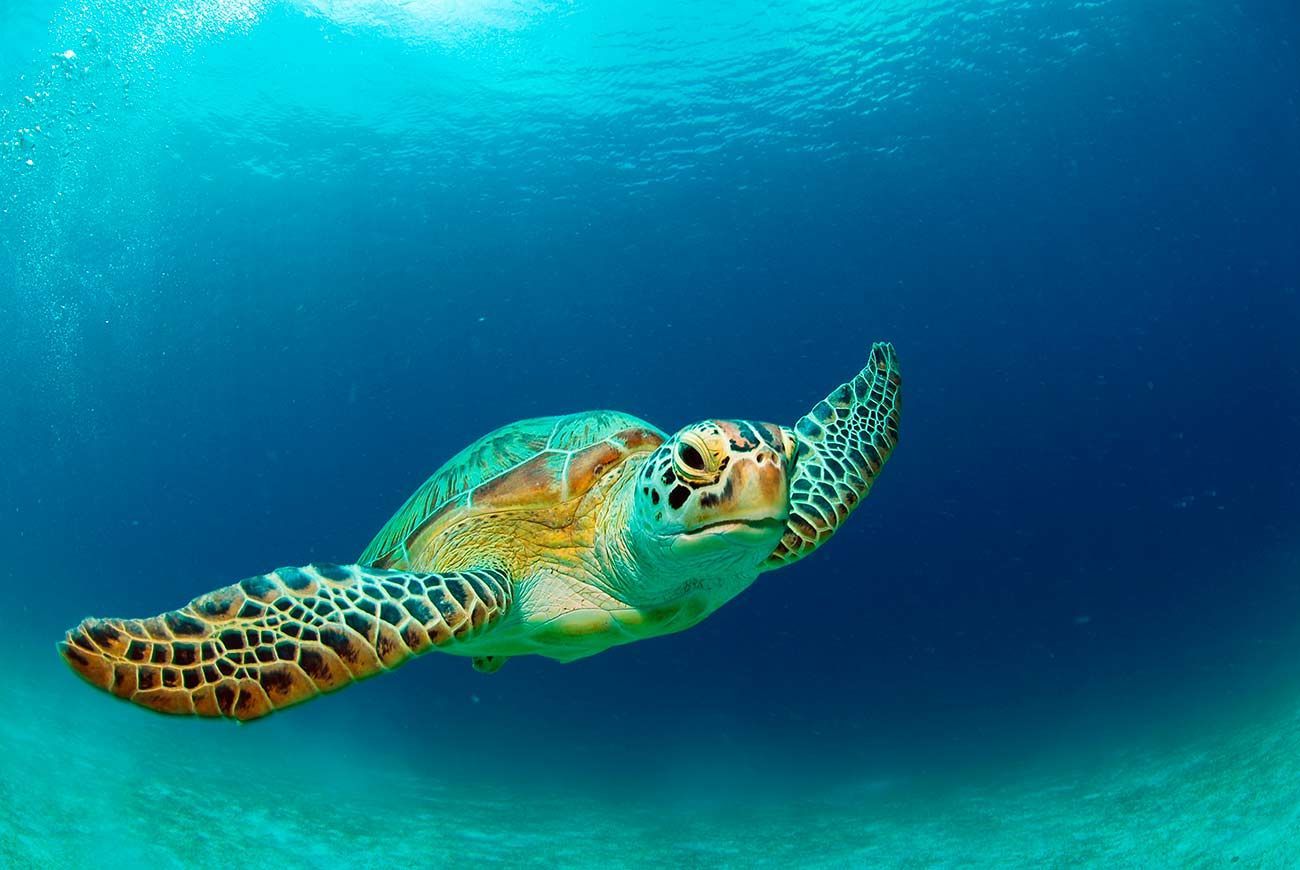Alabama Coastal Foundation and Healthy Gulf