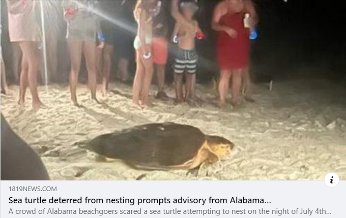 sea turtle gulf shores news