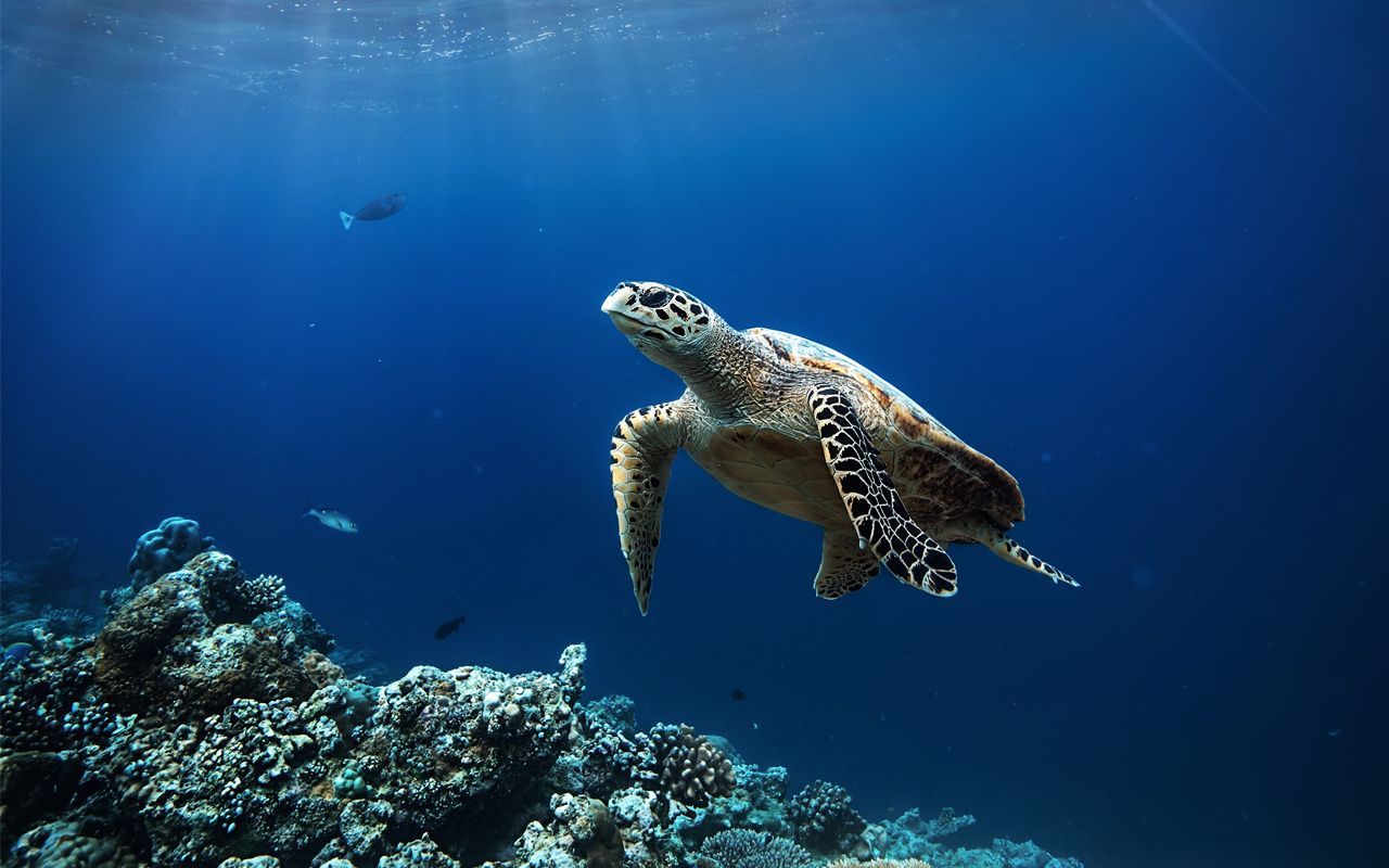 NOAA Sea Turtle Population Report NOAA Sea Turtle Population Report